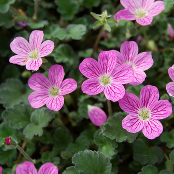 Erodium reichardii 'Bishop's Form'