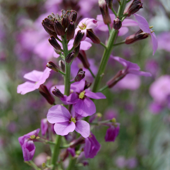 Erysimum linifolium 'Bowles Mauve'