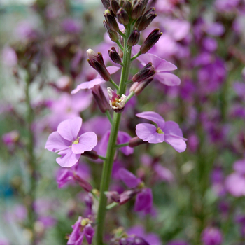 Erysimum linifolium 'Bowles Mauve' 