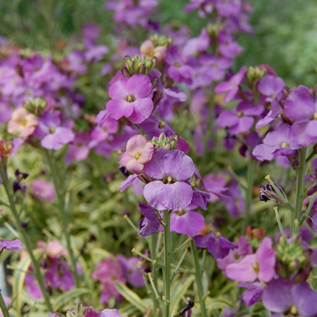 Erysimum linifolium 'Variegatum'