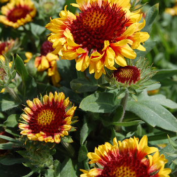 Gaillardia aristata Gallo® 'Yellow'