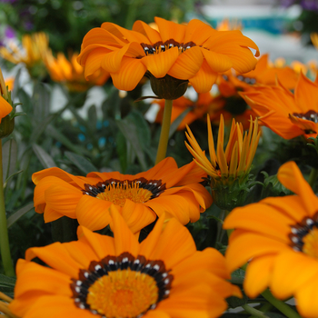 Gazania rigens 'Adonis'