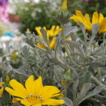 Gazania rigens 'Beda' 