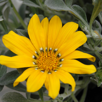 Gazania rigens 'Beda'