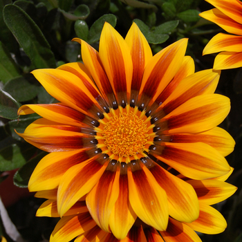 Gazania rigens 'New Magic' 