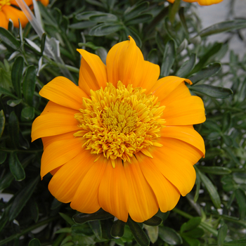 Gazania rigens 'Nahui PLA® SunBathers®'