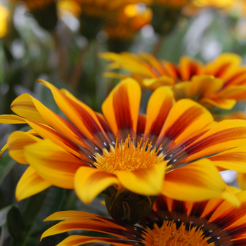 Gazania rigens 'New Magic'