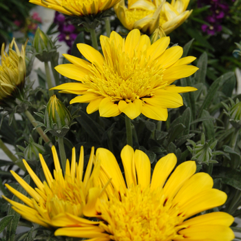 Gazania rigens 'Sunset Lemon Spot PLA® SunBathers®'