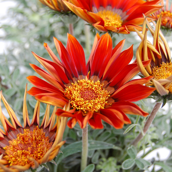 Gazania rigens 'Katua PLA® SunBathers®'