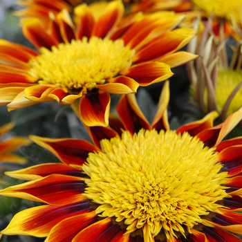 Gazania rigens 'Totonaca PLA® SunBathers®'