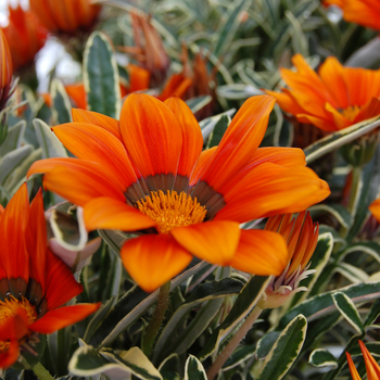 Gazania rigens 'Ilanga Gazte'