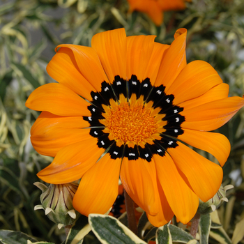 Gazania rigens 'Variegated Orange'