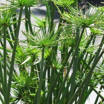 Cyperus haspans