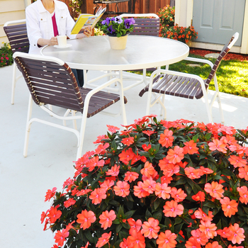 Impatiens 'Spreading Corona' SAKIMP005 PPAF