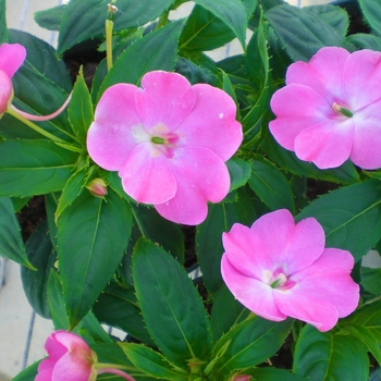 Impatiens 'Vigorous Pink' SAKIMP015 PPAF