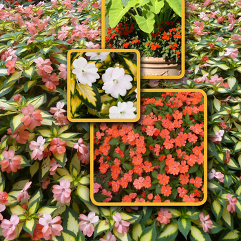 Impatiens SunPatiens® Mix