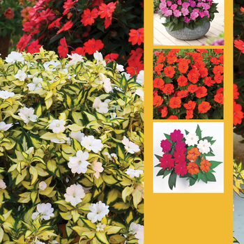 Impatiens SunPatiens® Mix