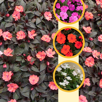 Impatiens SunPatiens® Series