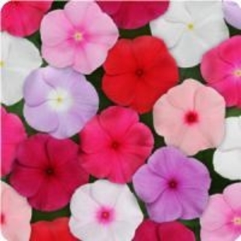 Catharanthus roseus Nirvana® White