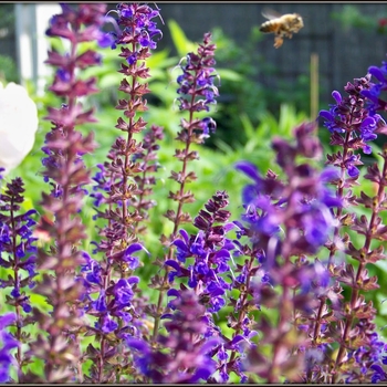 Salvia nemerosa