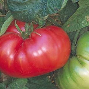 Capsicum annuum 'Italian Sweet' 