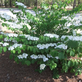 Viburnum plicatum f. tomentosum 'Shasta' 