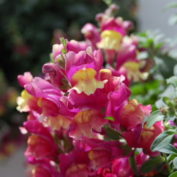 Antirrhinum majus Fruit Salad 'Litchi'