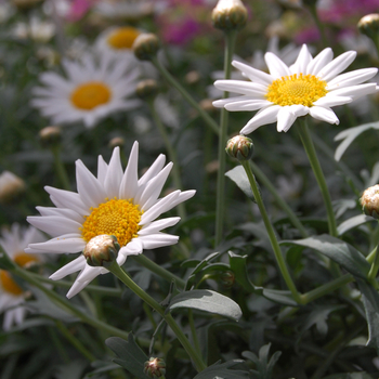 Argyranthemum frutescens Glory 'White'