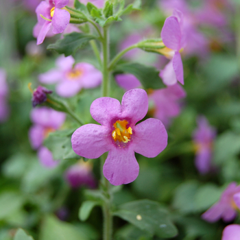 Sutera monnieri 'Medium Dark Violet Improved' 