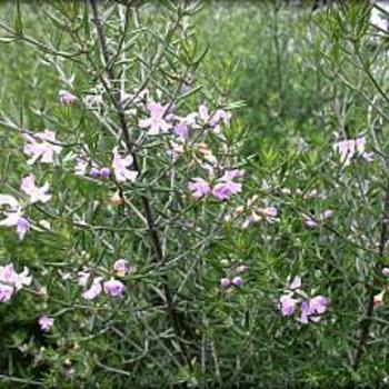 Sutera monnieri 'XXL Central Pink' 