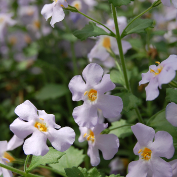 Sutera monnieri 'XXL Silver Sky' 