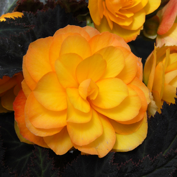 Begonia rex-cultorum 'Smarty Apricot' 