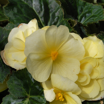 Begonia rex-cultorum 'Smarty Lemon'