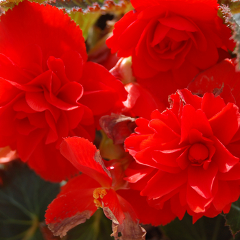 Begonia rex-cultorum 'Smarty Red'