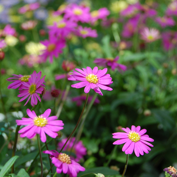 Brachyscome iberidifolia 'Outback Plants™ Magenta Pink' 