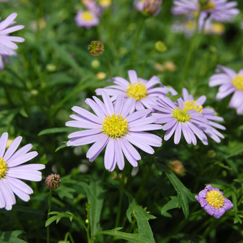 Brachyscome iberidifolia 'Outback Plants™ Mauve Delight' 