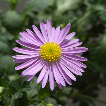 Brachyscome iberidifolia 'Outback Plants™ Jumbo Mauve' 