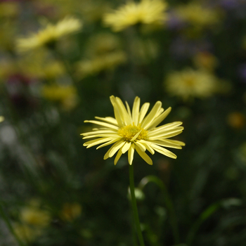 Brachyscome iberidifolia 'Outback Plants™ Yellow' 