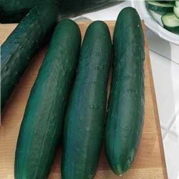 Cucumis sativus 'Green Dragon' 