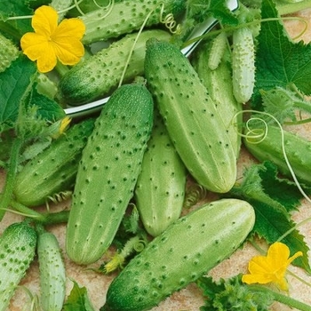 Cucumis sativus 'Boston Pickling' 