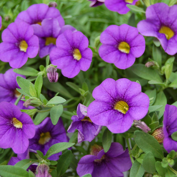 Calibrachoa 'Compact Blue' 