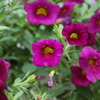 Calibrachoa 'Million Bells' 