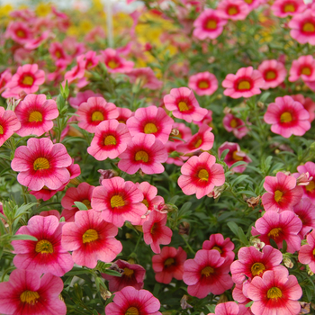 Calibrachoa Caloha® 'Coral Eye'