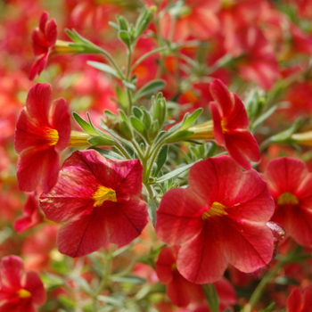 Calibrachoa Caloha® 'Classic Pink Orange Star'