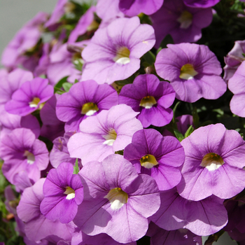 Calibrachoa Caloha® 'Classic Silver Sky'