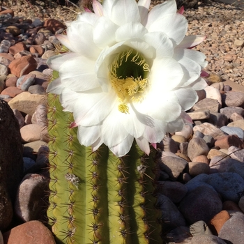 Echinopsis terscheckii