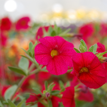 Calibrachoa Caloha® 'Classic Red'