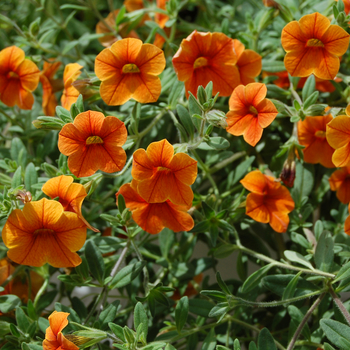 Calibrachoa 'Classic Sunny Orange' 