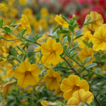 Calibrachoa 'Classic Yellow' 