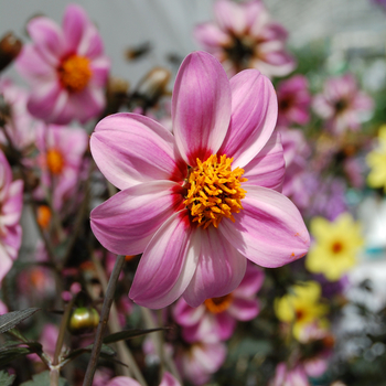 Dahlia 'Candy Eyes' 